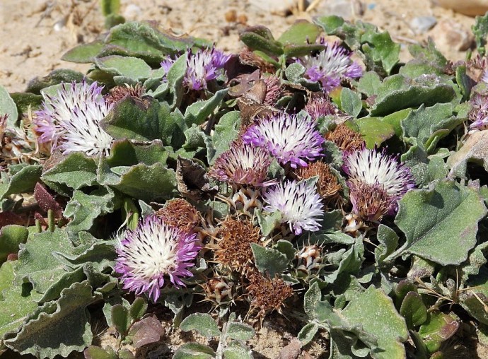 1-Centaurea pumilio DSCN0394 (2)