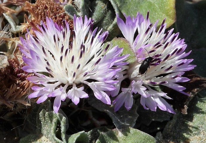 1-Centaurea pumilio DSCN0395 (2)