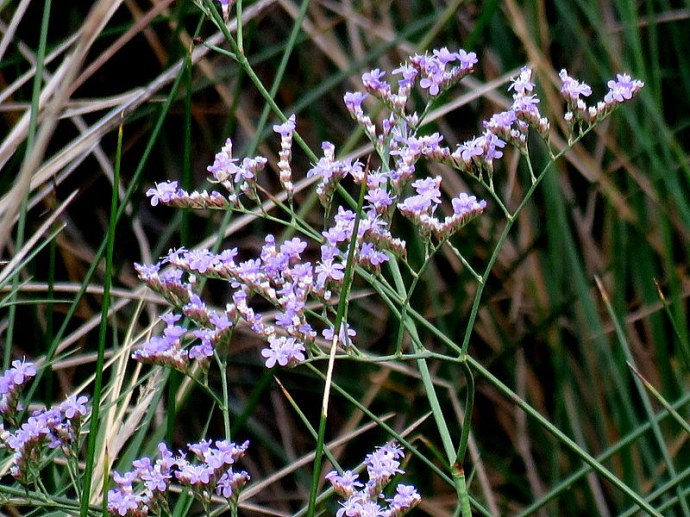 Limonium narbonense_IMG_2303-001