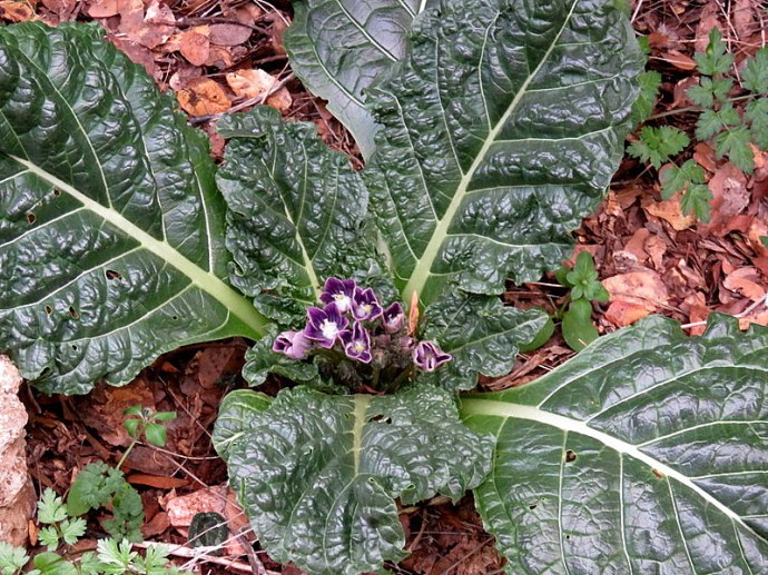 Mandragora autumnalis_IMG_2117-002