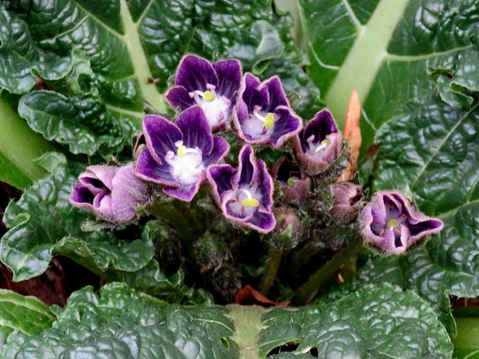 Mandragora autumnalis_IMG_2119-002