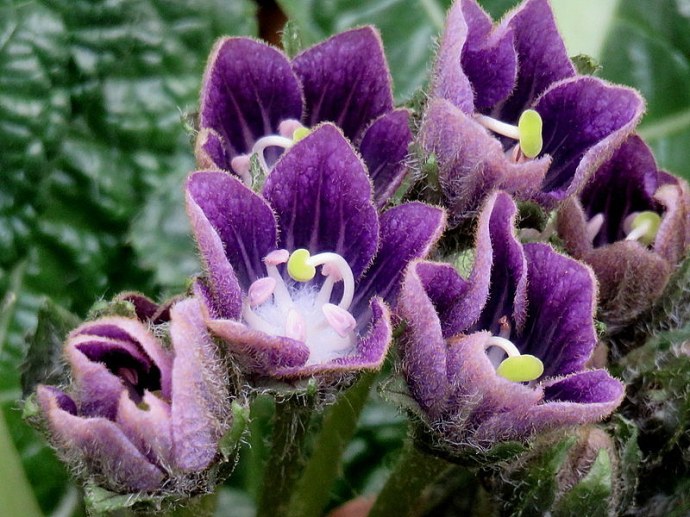 Mandragora autumnalis_IMG_2133-001