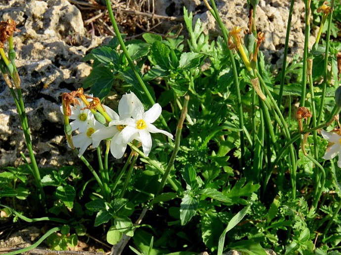 Narcissus serotinus IMG_1852-001