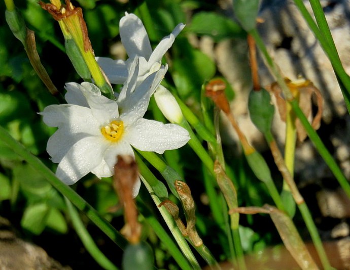 Narcissus serotinus IMG_1861-001