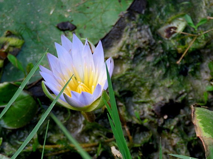 Nymphaea caerulea IMG_2386-001