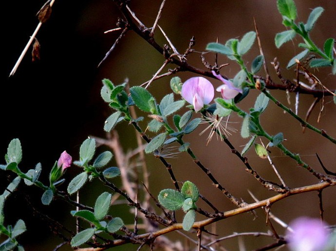 Ononis spinosa IMG_2434-001