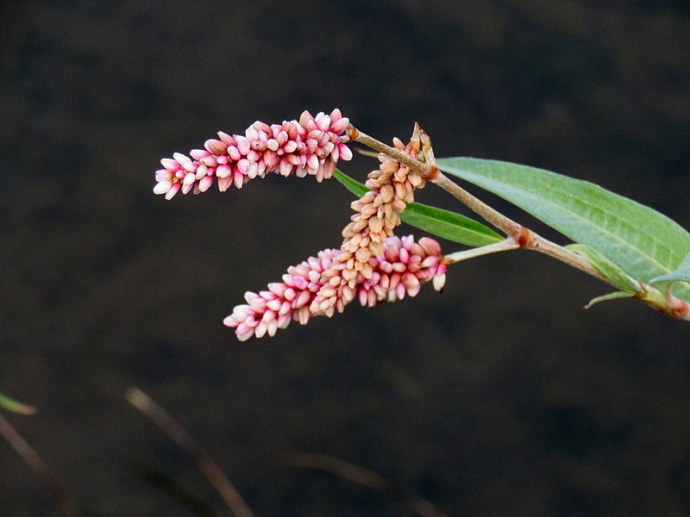 Persicaria senegalensis IMG_2376-001