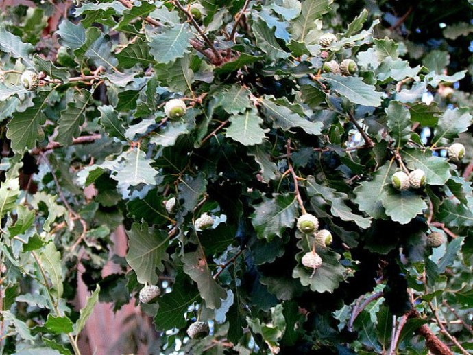 quercus-boissieri_dub_img_9181-001