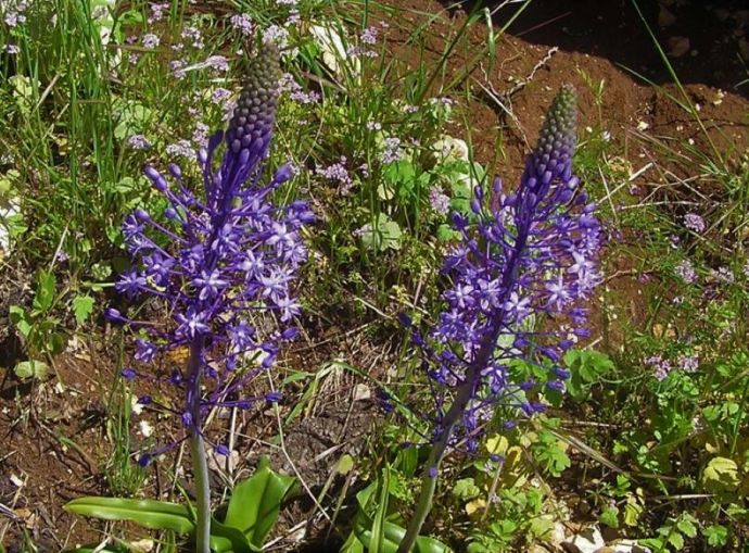 Scilla hyacinthoides_6472