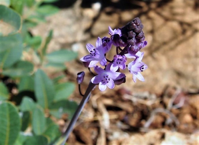 Scilla_autumnalis DSCN6143