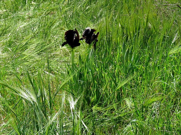 Iris atrofusca IMG_9122-001