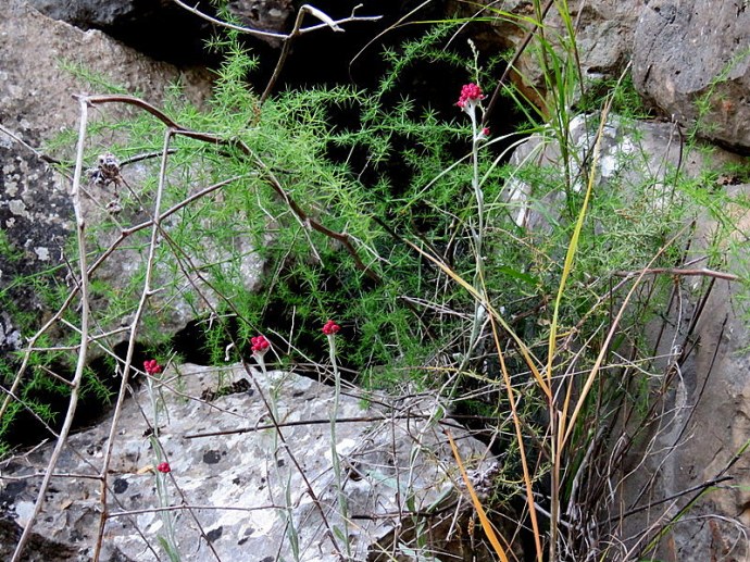 Forest_BarAm_Helichrysum sanguineum IMG_5132-001