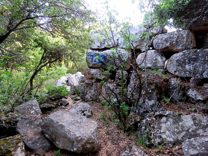 Forest_BarAm_IMG_5130-001