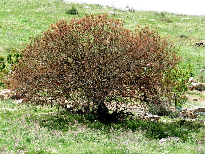 Hurvat_Bek_IMG_4840-001