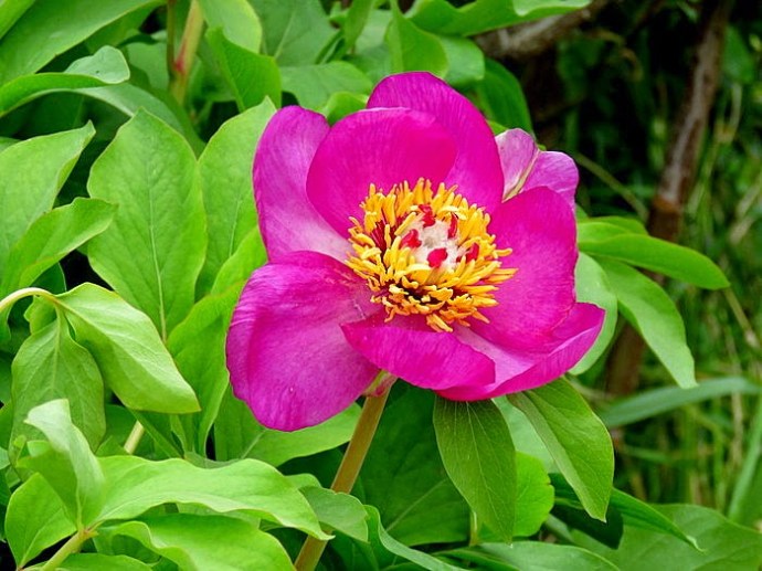 Paeonia mascula IMG_2089