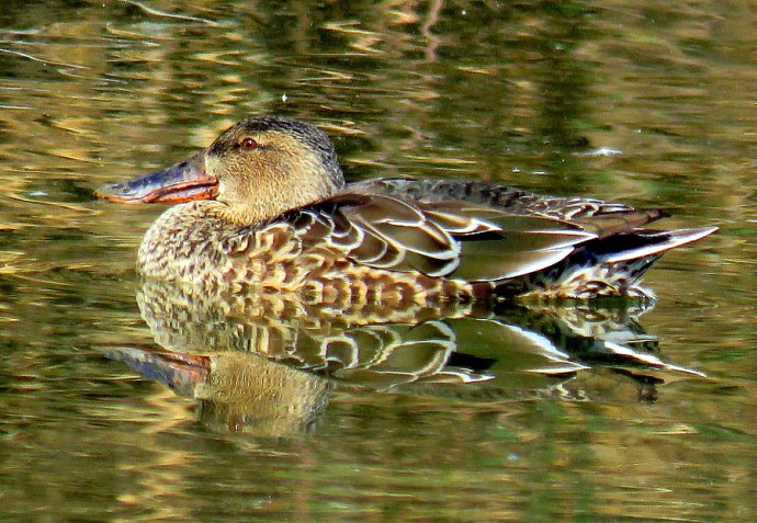 1-1-_Shirokonos_Anas clypeata_IMG_4263