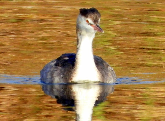 1-1-Chomga_DSCN9746-001