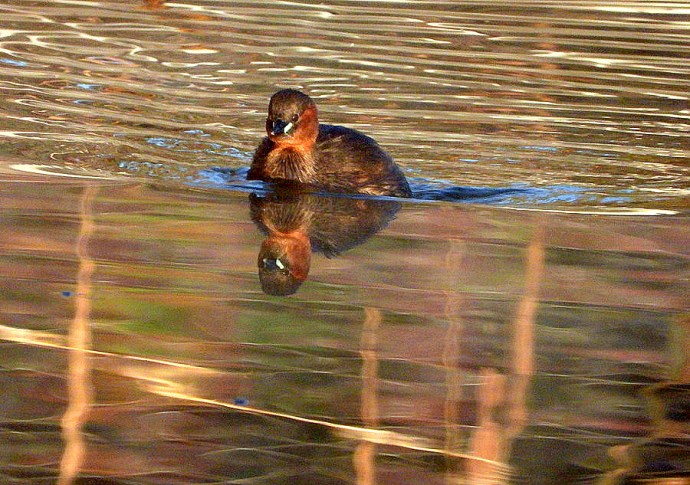 1-1-Poganka_DSCN9232