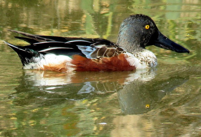 1-_Shirokonos_Anas clypeata_IMG_4268