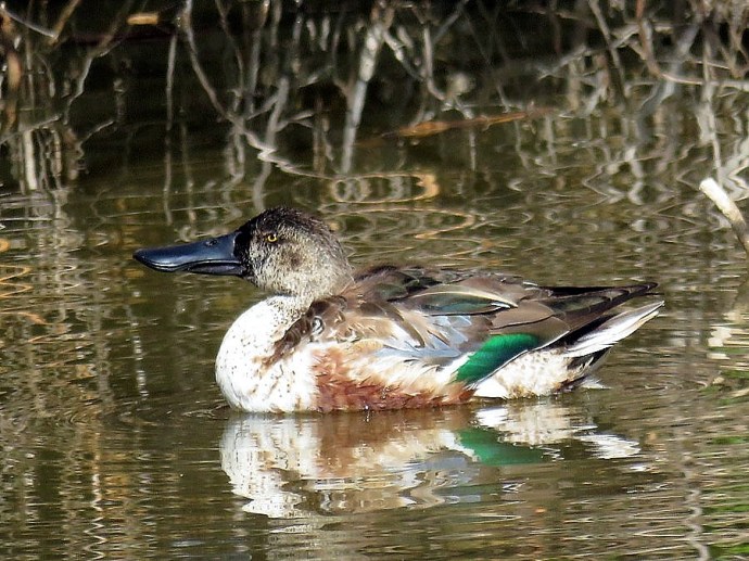 1-_Shirokonos_Anas clypeata_IMG_9333 (2)