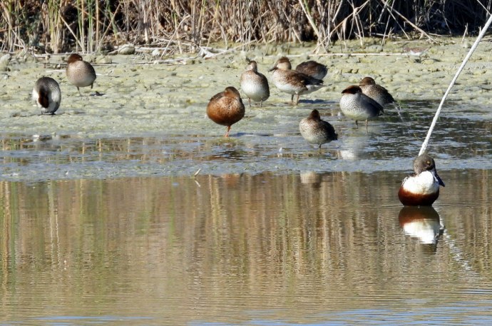 1-Shirokonos_DSCN0185-001