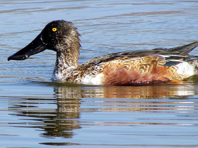 1-U_Anas clypeata_Shirokonoska_IMG_9945