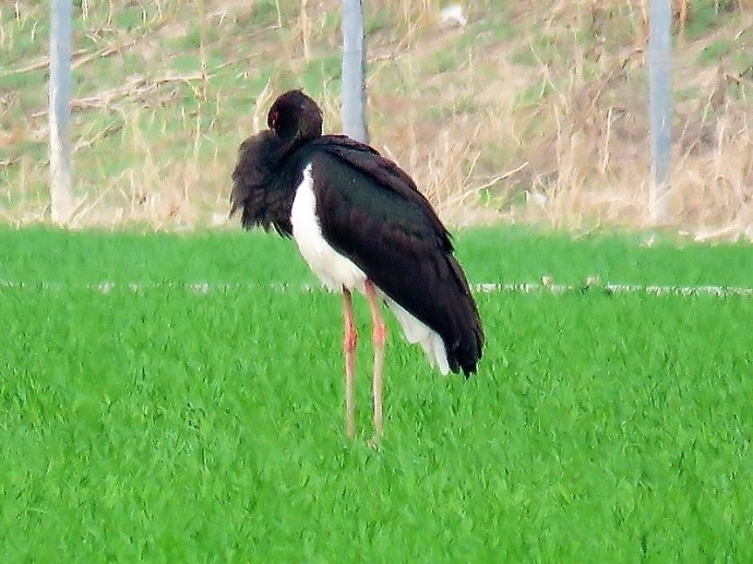 aist_ch_ci%d1%81onia-nigra_img_6796-001-4