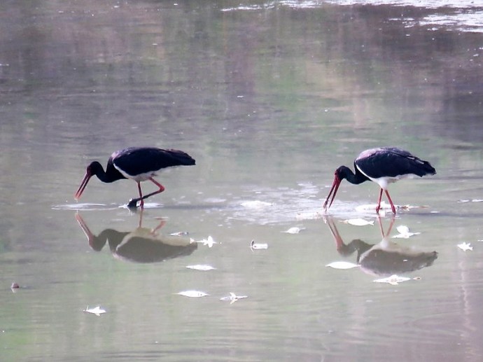 aist_ch_ci%d1%81onia-nigra_img_7131-2