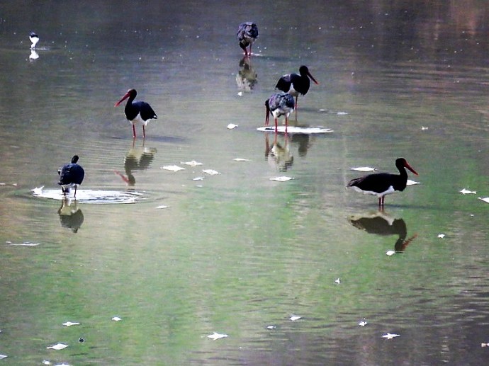 aist_ch_ci%d1%81onia-nigra_img_7178-2