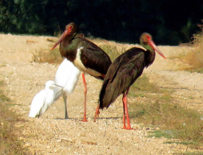 aist_chern_ci%d1%81onia-nigra-img_1794-003