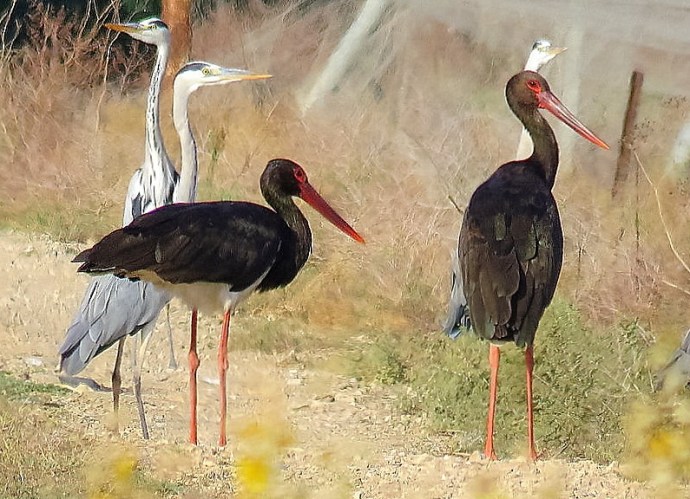 aist_chern_ci%d1%81onia-nigra-img_1803-002