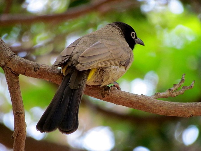 Bulbul_IMG_2129-001