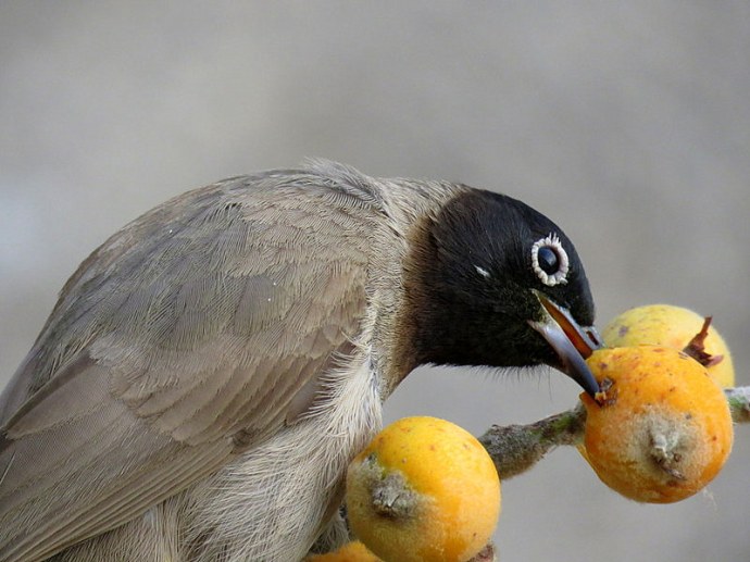 Bulbul_IMG_3852_1