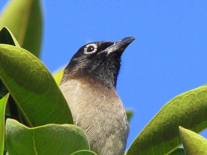 Bulbul_IMG_7046_1