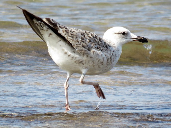 chayka_larus-armenicus_img_2148-001