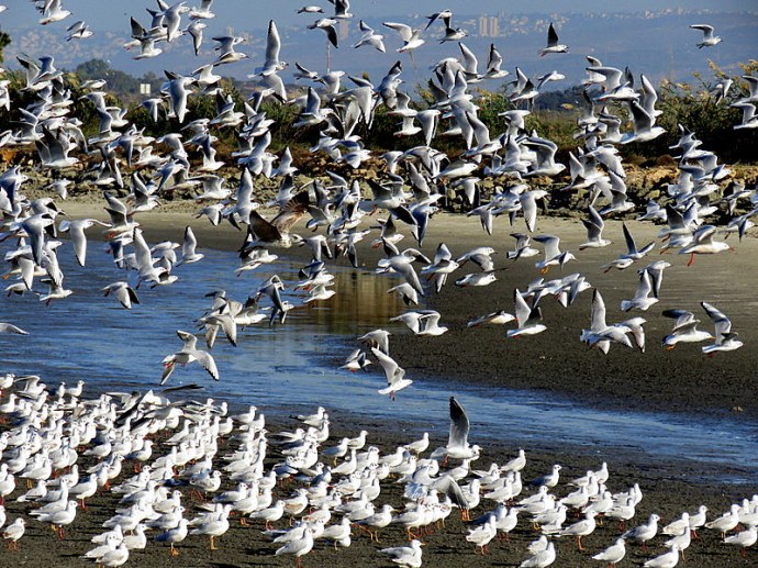 chayka-ozern-img_3261-001