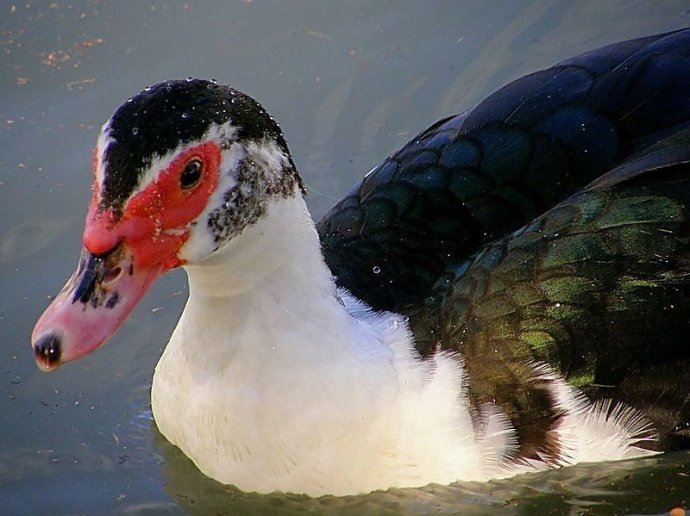 IndoUtka_PC210210_a-001-a