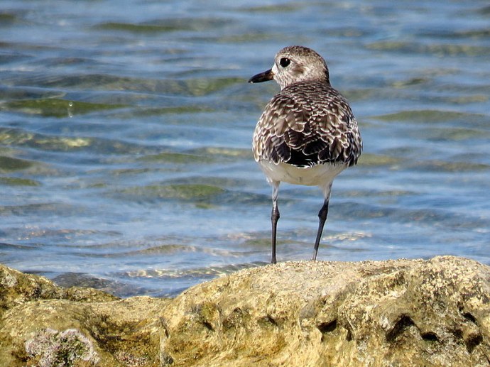 kamnesharka_arenaria-interpres_img_2066-001