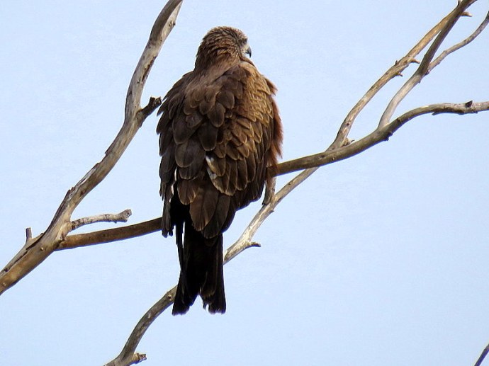 Korschun_Milvus migrans_IMG_0999-002
