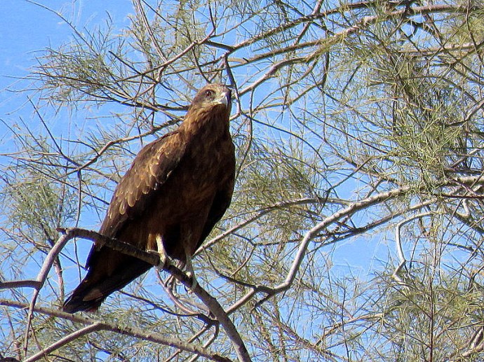 Korshun_Milvus migrans  IMG_0162-002