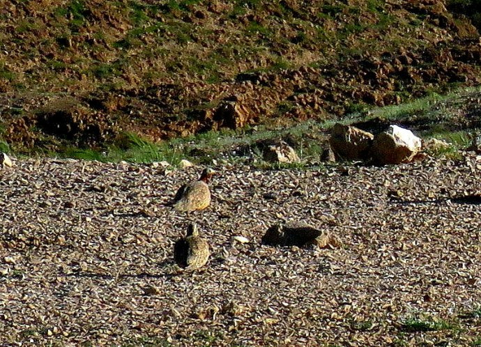 Nahal_Haver_Kuropatky_IMG_9773-003