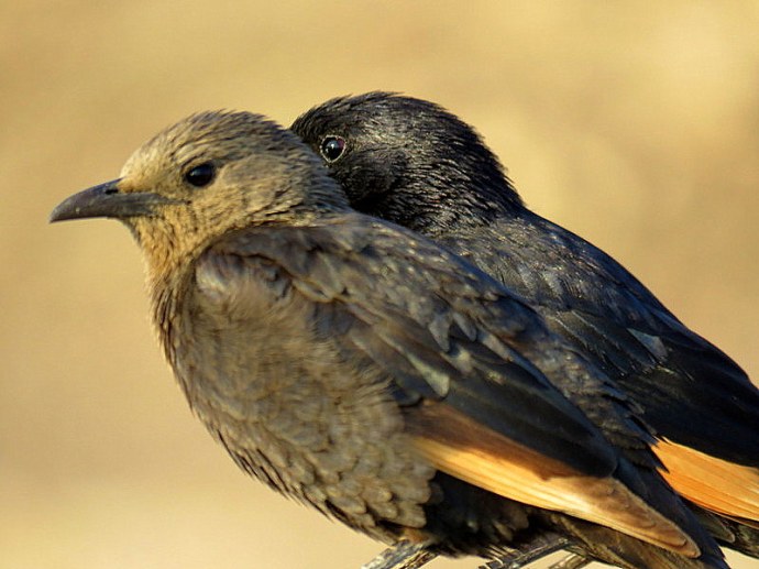 Onychognathus tristramii IMG_0658-002