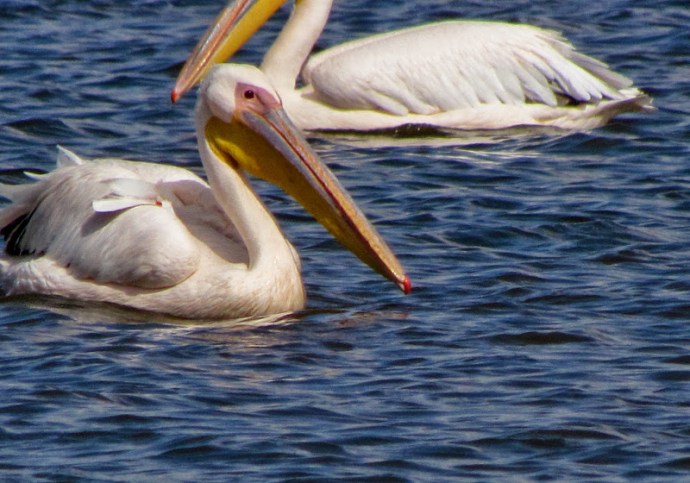 Pelecanus_IMG_3402