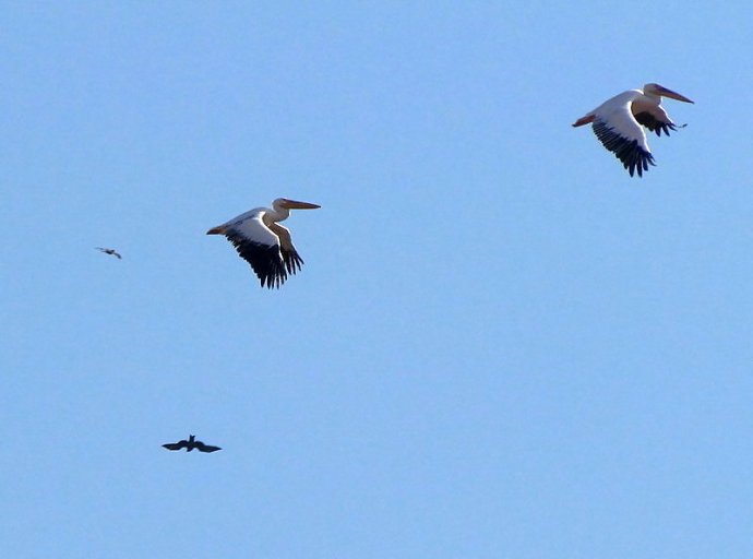 Pelecanus_IMG_6197-001-a