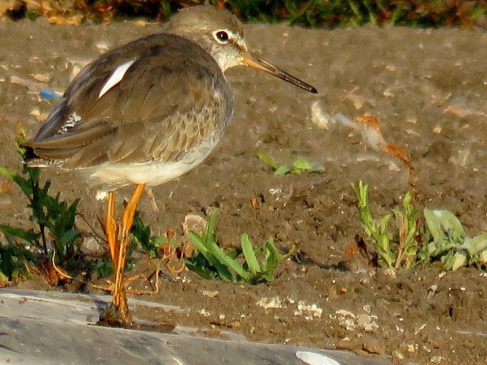 travnik_tringa-totanus_img_0619-001