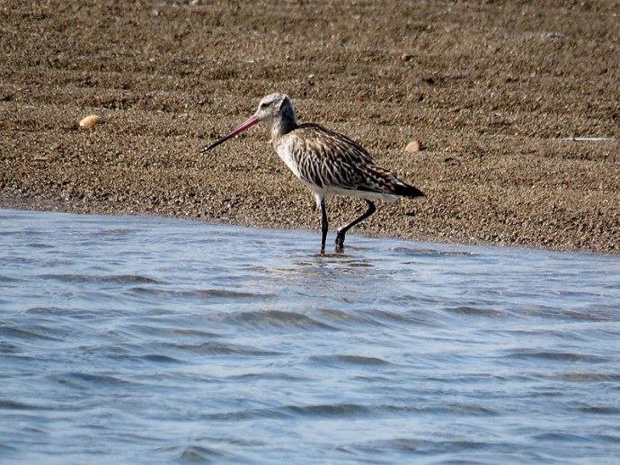 veretennik_bolsh_limosa-limosa_img_1952-001