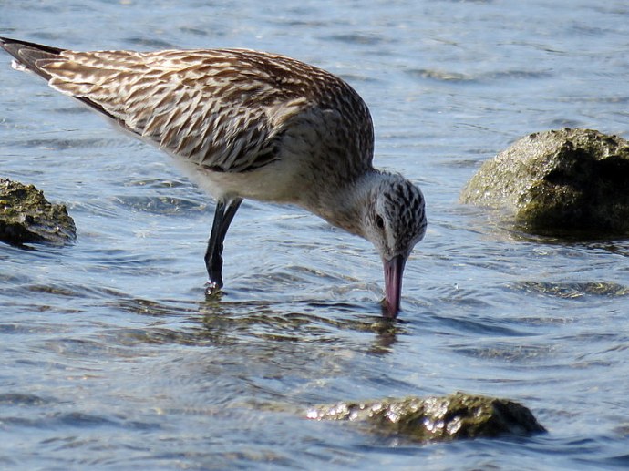 veretennik_bolsh_limosa-limosa_img_2041-001