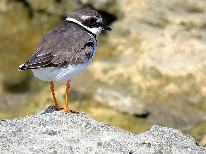 zuek_galstuchn_charadrius-hiaticula-img_2094-001