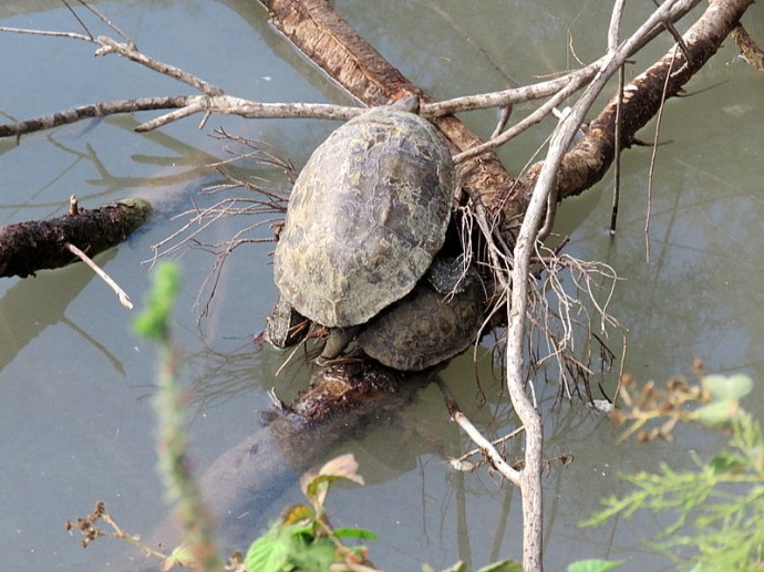 cherepahy_img_2409-001