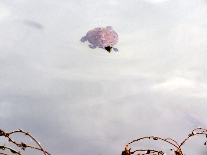 cherepahy_img_2495-001